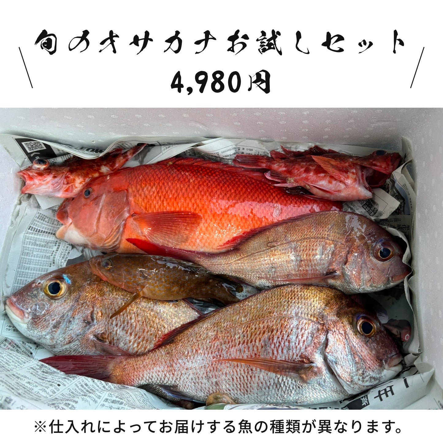 【きょうらく丸】旬のオサカナお試しセット/旬のオサカナ得得セット(送料無料)